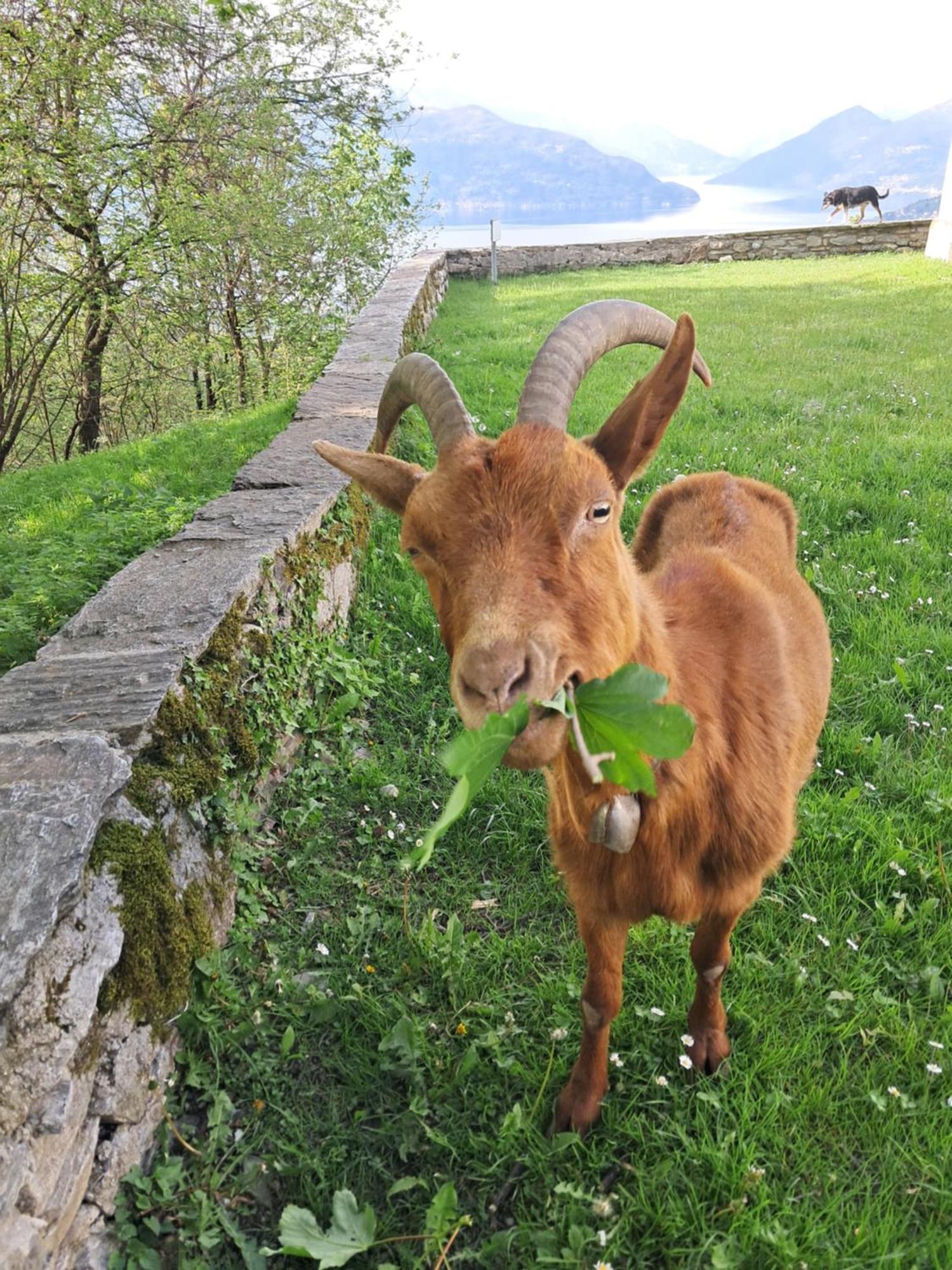 Ferienwohnung La Stanza Del Bosco Arcumeggia Exterior foto